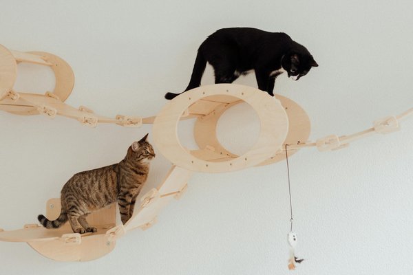 What are the consequences of domestic cats on UK wildlife and how to minimize them?