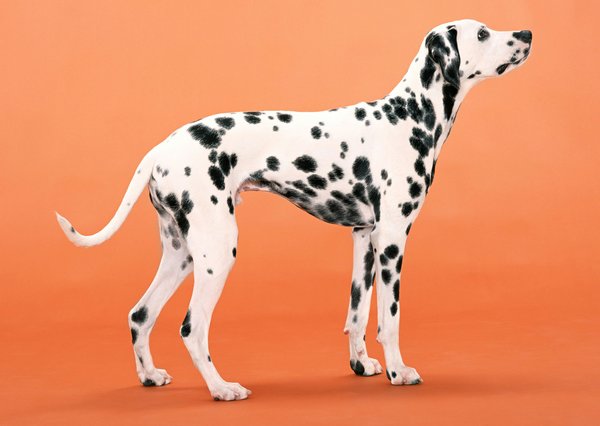 How do you introduce a deaf Dalmatian to new commands using hand signals?