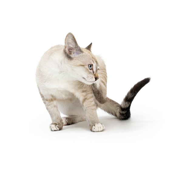 What are the most effective natural remedies for controlling fleas on cats and in the home environment?