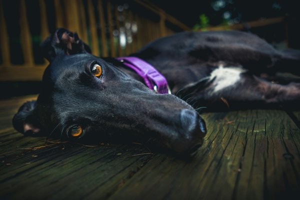 What are the signs of separation anxiety in adopted greyhounds?